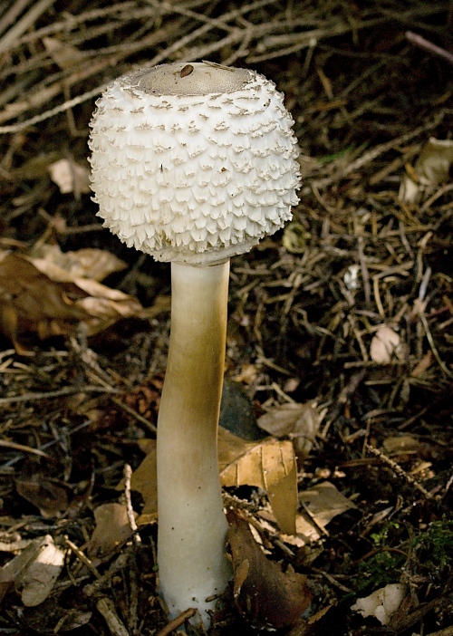 bedľa hustošupinatá Leucoagaricus nympharum (Kalchbr.) Bon