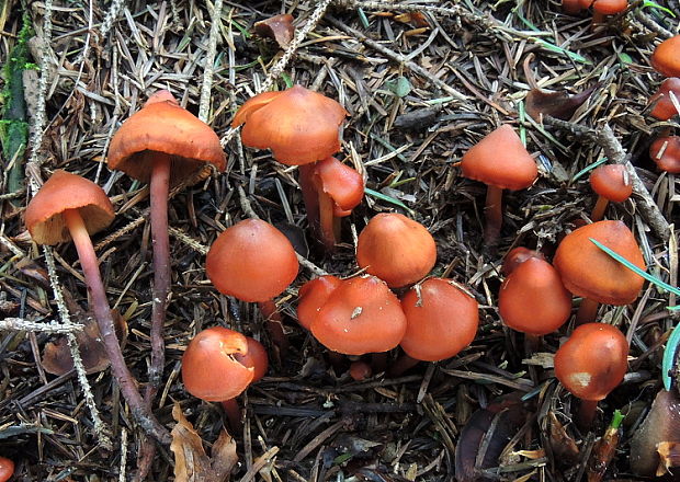 koreňovica matná Phaeocollybia jennyae (P. Karst.) Romagn.