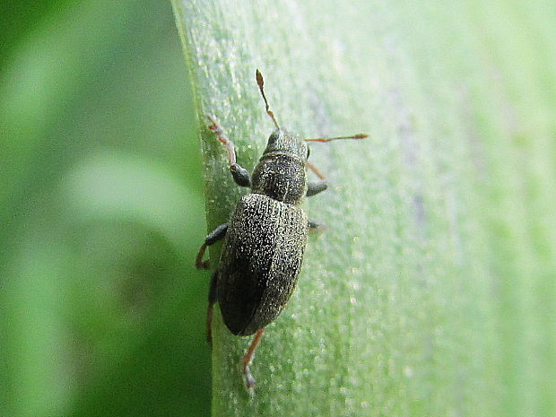 listohlod Phyllobius sp.