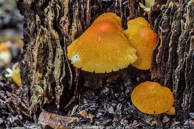 štítovka šarlátová Pluteus aurantiorugosus (Trog) Sacc.