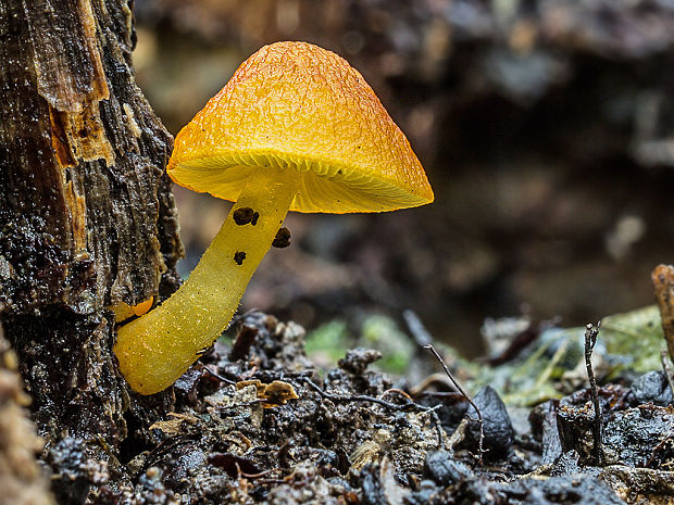 štítovka šarlátová Pluteus aurantiorugosus (Trog) Sacc.