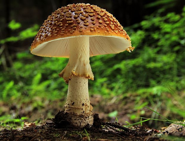 muchotrávka kráľovská Amanita regalis (Fr.) Michael