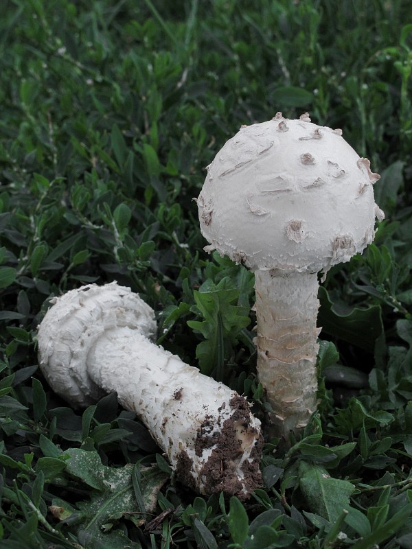 muchotrávka Vittadiniho Amanita vittadinii (Moretti) Vittad.