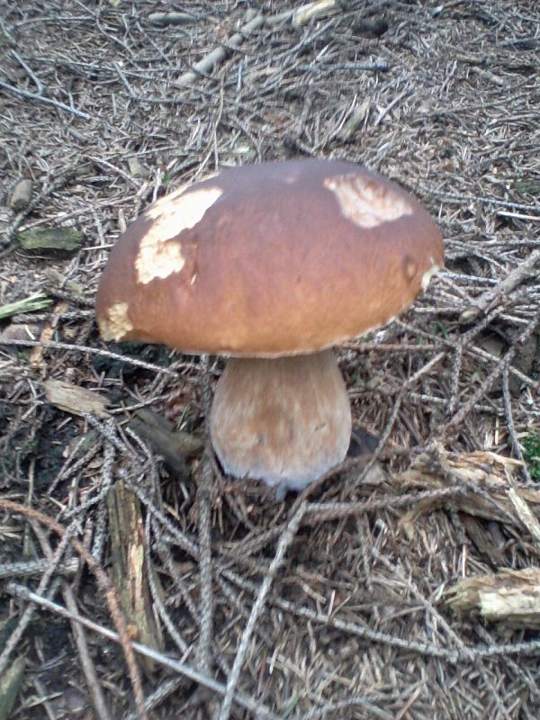 hríb smrekový Boletus edulis Bull.