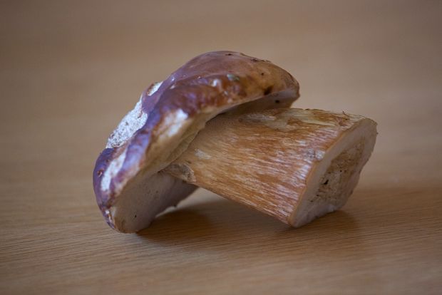 hríb smrekový Boletus edulis Bull.