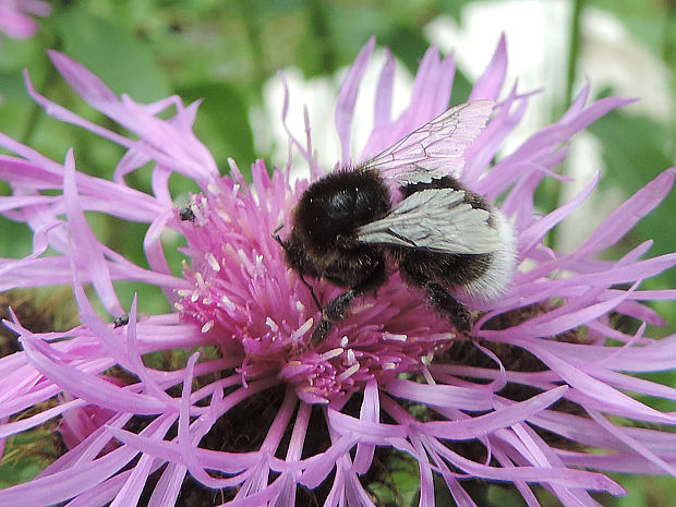 čmeľ záhradný / čmelák zahradní Bombus (Megabombus) hortorum Linnaeus, 1761