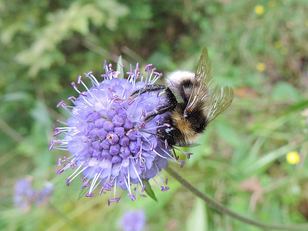 čmela poľná / pačmelák ladní Bombus (Psithyrus) campestris Panzer, 1801