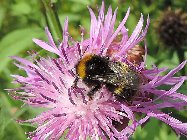 čmeľ lúčny / čmelák luční Bombus (Pyrobombus) pratorum Linnaeus, 1761