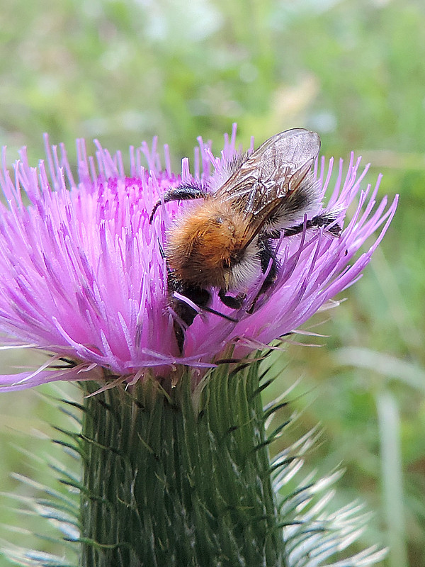 čmeľ premenlivý / čmelák proměnlivý Bombus (Thoracobombus) humilis Illiger, 1806