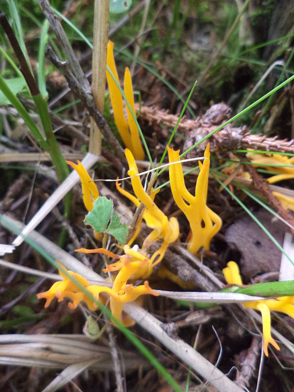 parôžkovec Calocera sp.