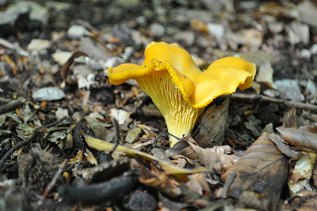 kuriatko Cantharellus sp.