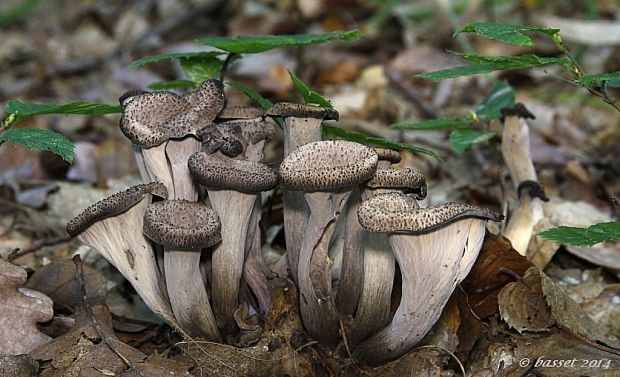 lievik trúbkovitý Craterellus cornucopioides (L.) Pers.