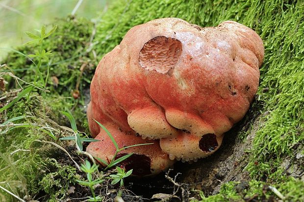 pečeňovec dubový Fistulina hepatica (Schaeff.) With.