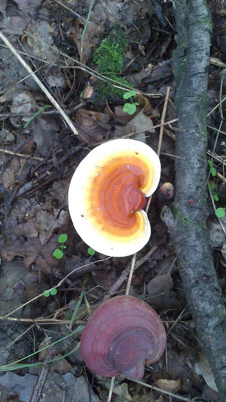 lesklokôrovka obyčajná Ganoderma lucidum (Curtis) P. Karst.