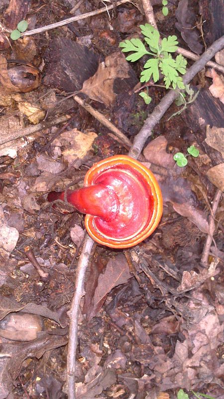 lesklokôrovka obyčajná Ganoderma lucidum (Curtis) P. Karst.