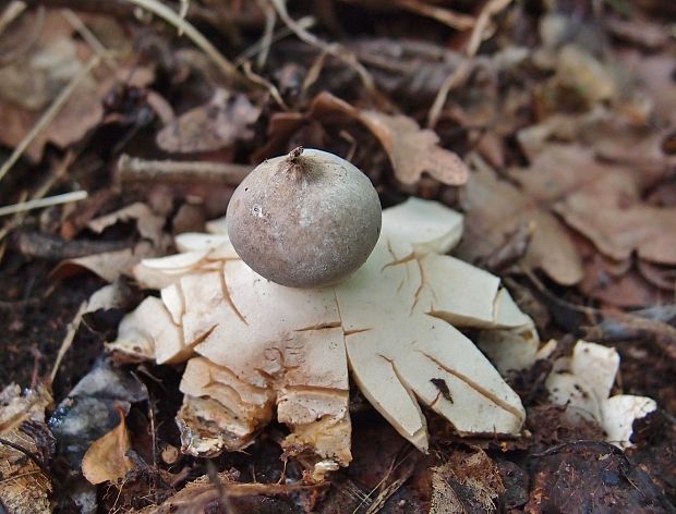 hviezdovka Geastrum sp.