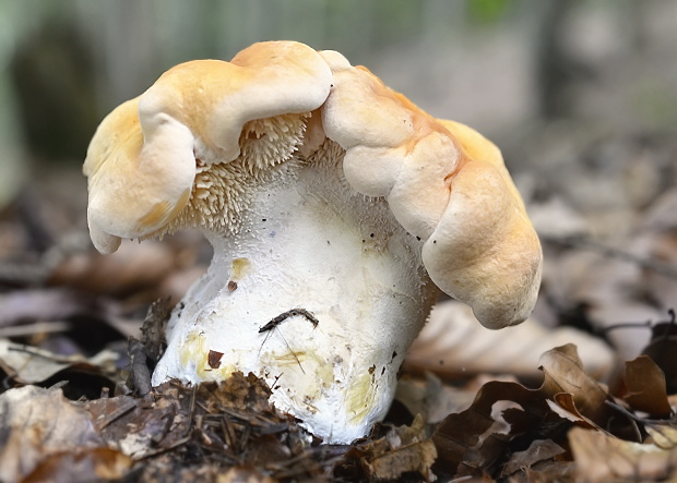 jelenka poprehýbaná Hydnum repandum L.