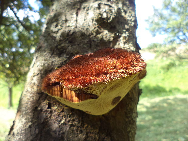 ryšavec srstnatý Inonotus hispidus (Bull.) P. Karst.