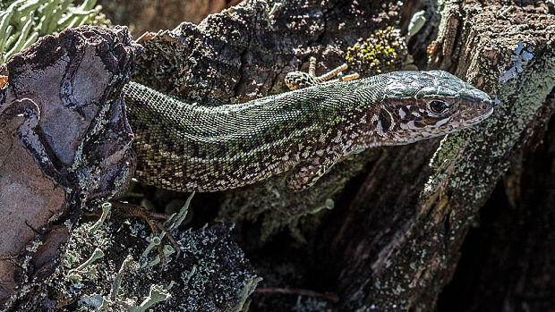 jašterica zelená  Lacerta viridis