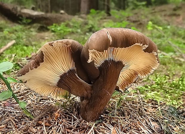 rýdzik čiernozamatový Lactarius lignyotus Fr.