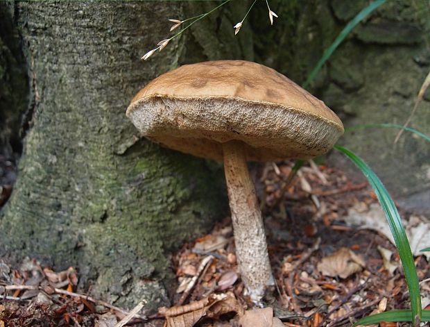 kozák Leccinum sp.