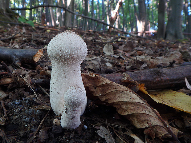 prášnica bradavičnatá Lycoperdon perlatum Pers.