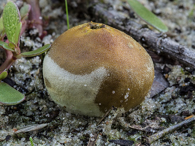 prášnica Lycoperdon sp.