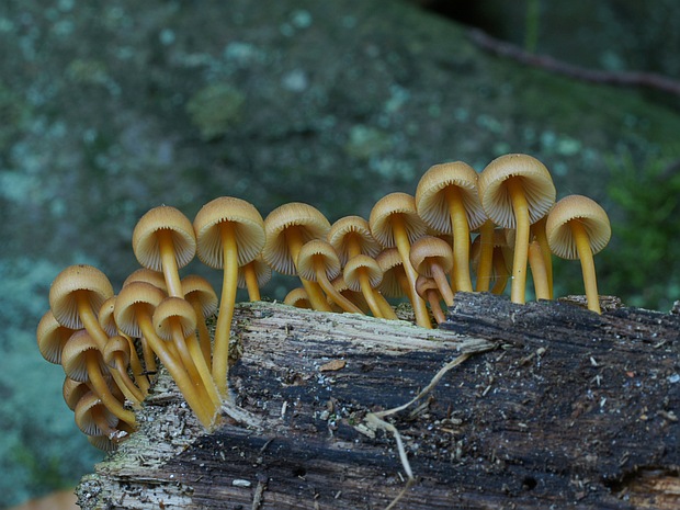 prilbička žltohlúbiková Mycena renati Quél.