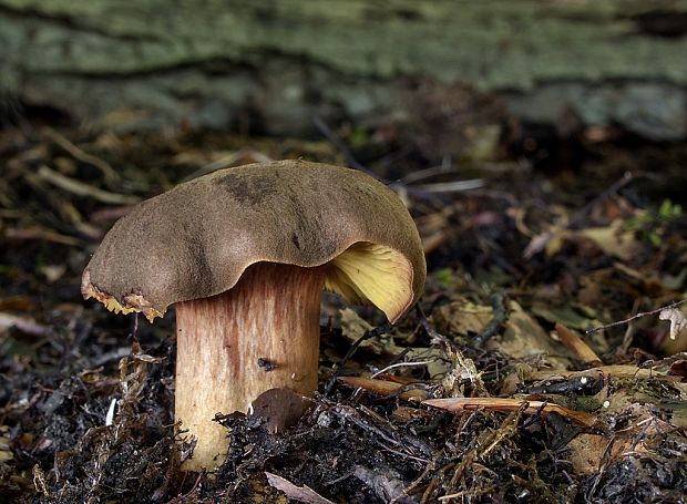 lupeňopórovec červenožltý Phylloporus rhodoxanthus (Schwein.) Bres.