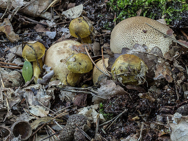 suchohríb cudzopasný Pseudoboletus parasiticus (Bull.) Šutara