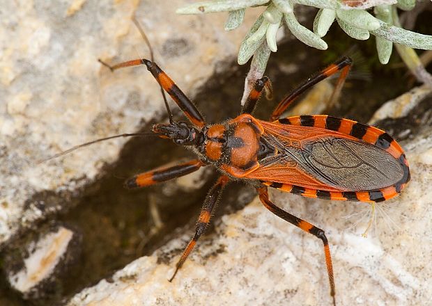 . Rhynocoris rubricus