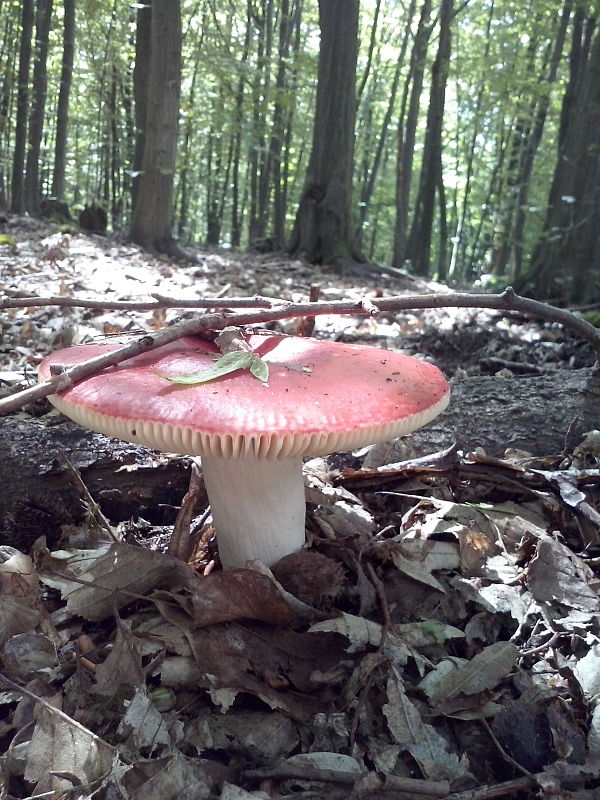 plávka červenohlúbiková Russula rhodopus Zvára