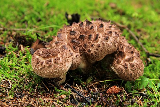 jelenkovec škridlicovitý Sarcodon imbricatus (L.) P. Karst.