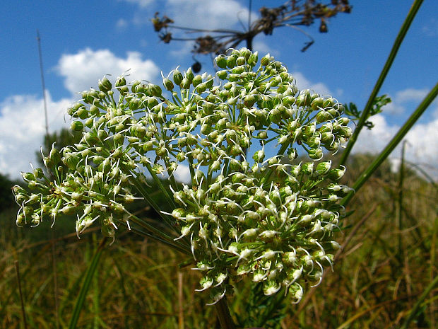 olšovník rascolistý Selinum carvifolia (L.) L.