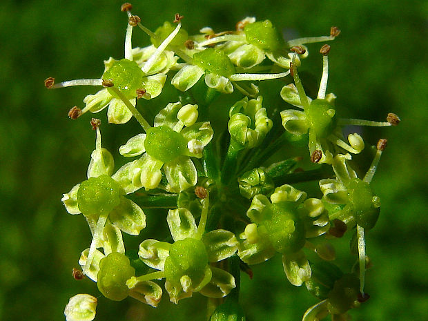 silička žltá Silaum silaus (L.) Schinz et Thell.