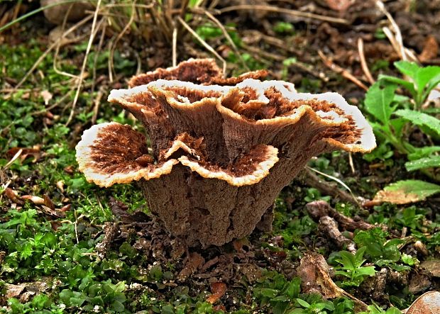 plesňovka zemná Thelephora terrestris Ehrh.