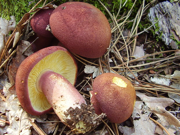 čírovec červenožltý Tricholomopsis rutilans (Schaeff.) Singer