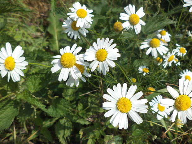 parumanček nevoňavý Tripleurospermum perforatum (Mérat) M. Lainz