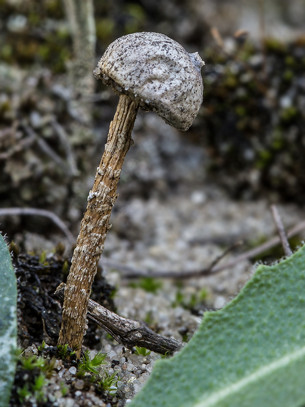 stopkovec Tulostoma sp.