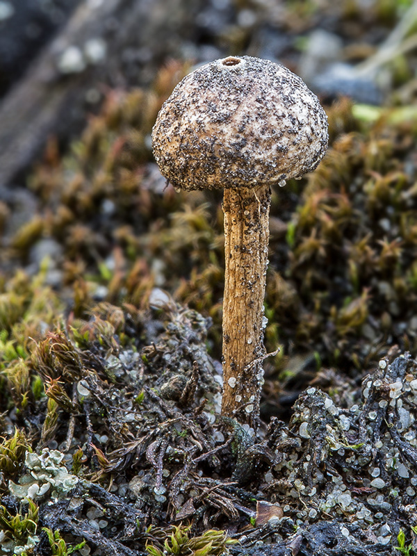 stopkovec Tulostoma sp.