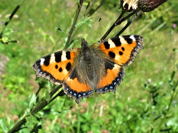 babôčka žihľavová Aglais urticae