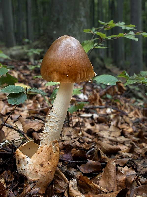 muchotrávka plavohnedá Amanita fulva Fr.