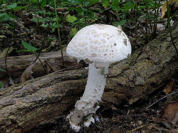 muchotrávka šiškovitá Amanita strobiliformis Gonn. & Rabenh.