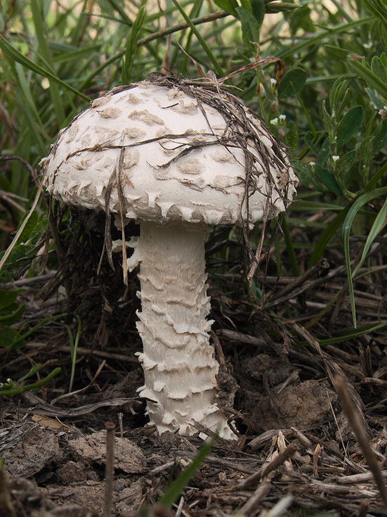 muchotrávka Vittadiniho Amanita vittadinii (Moretti) Vittad.