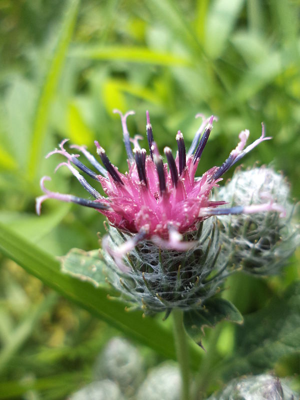 lopúch plstnatý Arctium tomentosum Mill.