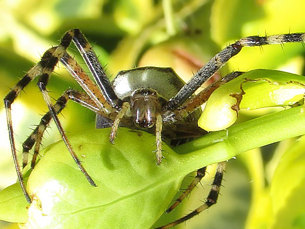 křižák pruhovaný Argiope bruennichi