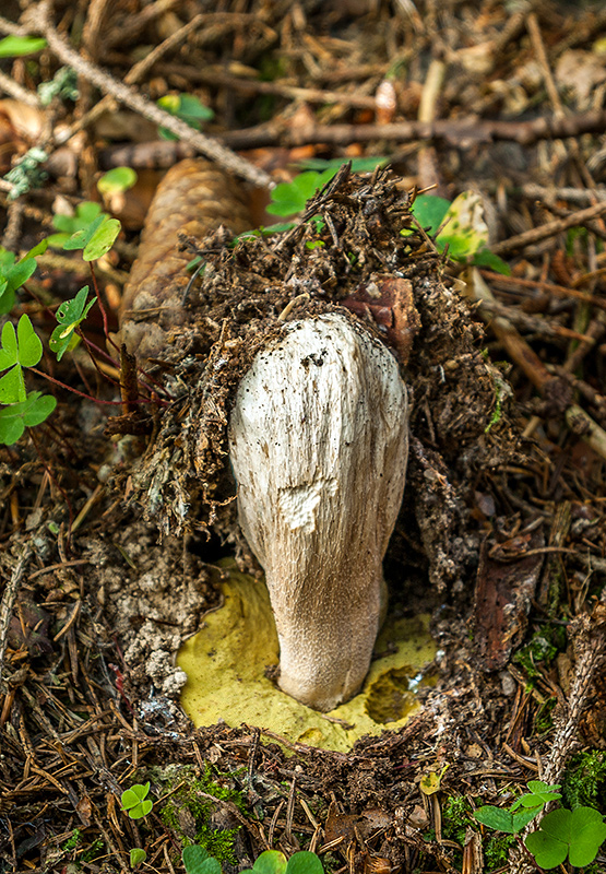 hríb smrekový Boletus edulis Bull.