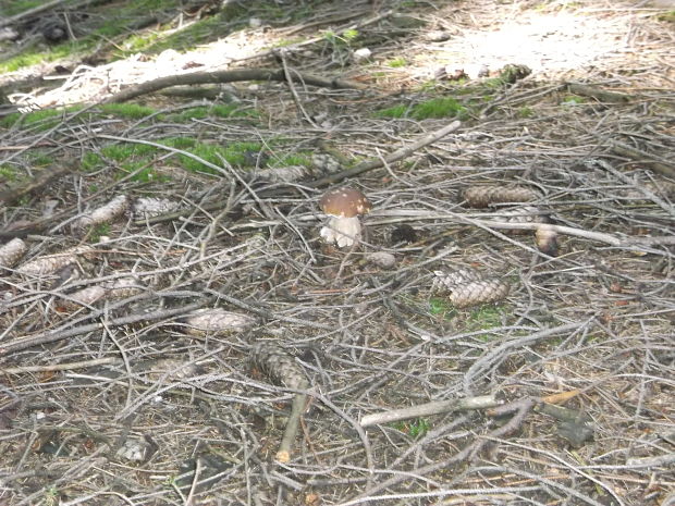 hríb smrekový Boletus edulis Bull.