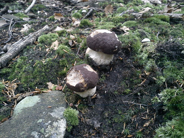 hríb sosnový Boletus pinophilus Pil. et Dermek in Pil.