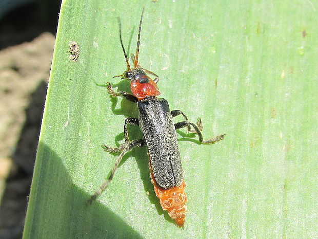 páteříček sněhový Cantharis fusca